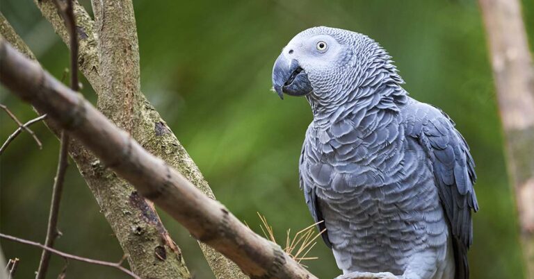 Missing Parrot Returns Home After Years Away, Surprises Owners By Speaking Spanish - Featured image