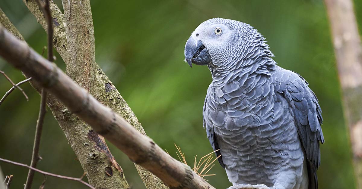 Missing Parrot Returns Home After Years Away, Surprises Owners By Speaking Spanish