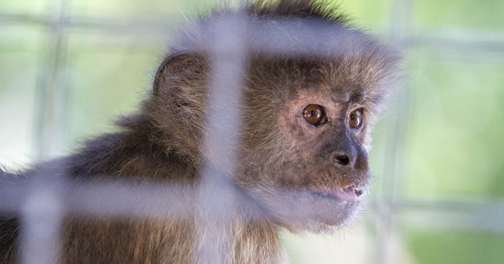 Truck Transporting Lab Monkeys Crashes in Mississippi, Sparking Search for Escaped Animals - Featured image