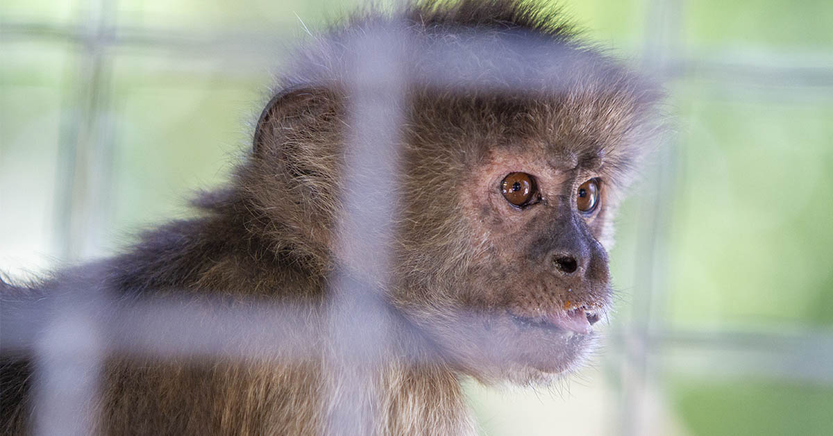 Truck Transporting Lab Monkeys Crashes in Mississippi, Sparking Search for Escaped Animals