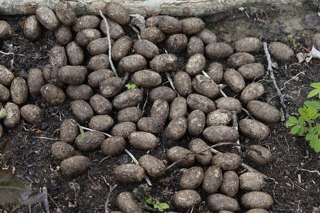 animal feces