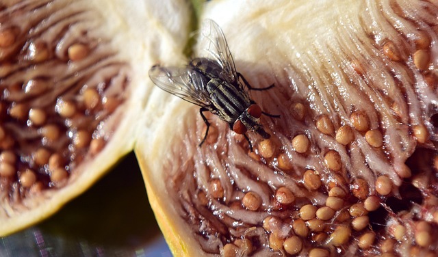 fly on fruit