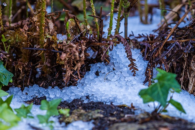hail on the ground in a forest