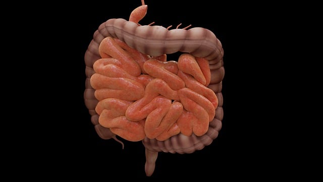 the small intestine