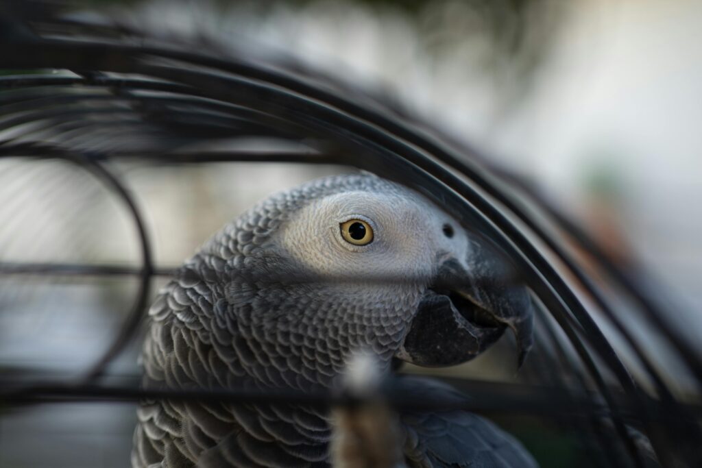 Close-up of a gray parrot in a cage