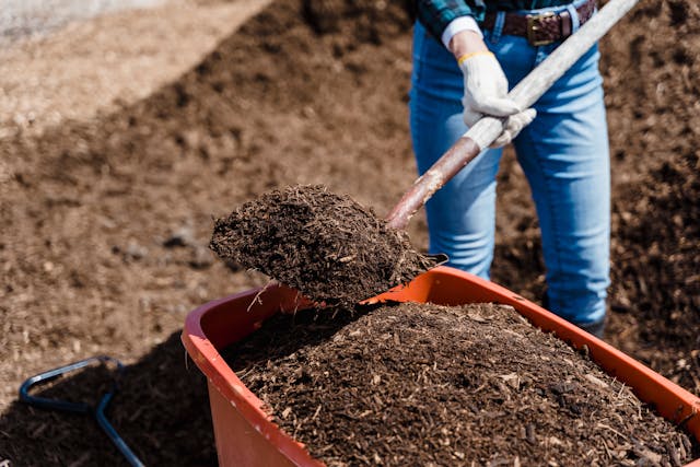 man putting manure into a wheel barrow