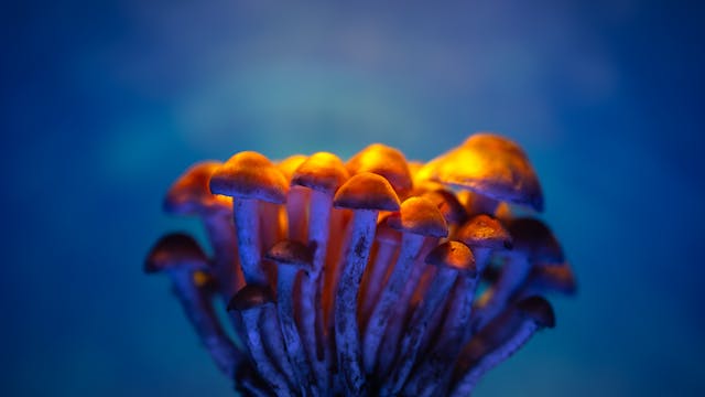 Psilocybin is the active compound in magic mushrooms