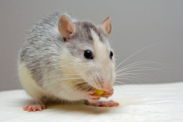 a mouse eating a piece of corn