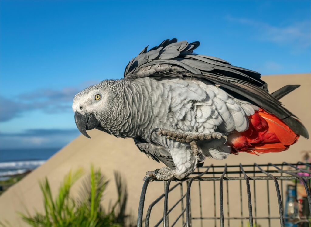 African Grey Parrot Perched Outdoors in Margate