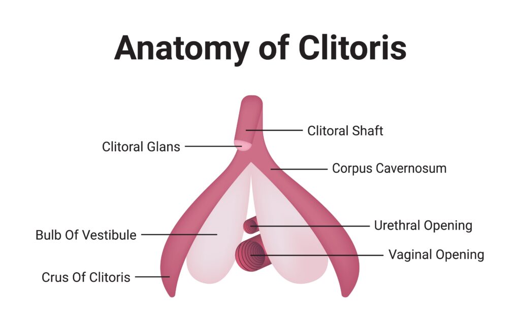 Anatomy of Clitoris Medical Vector Illustration