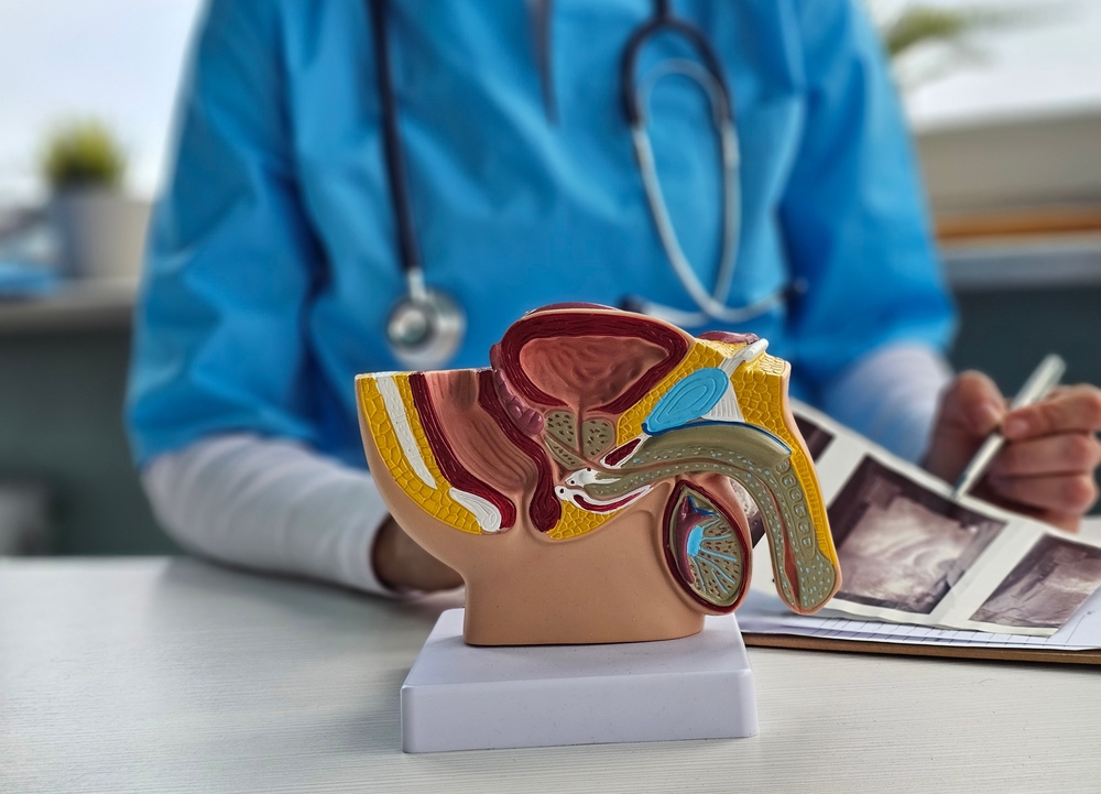 Ultrasound of male genital organs and doctor examines result. Ultrasound of penis indications of cause and diagnosis