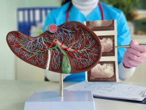 Fatty Liver May Be a Hidden Warning Sign for Future Heart Disease A,Doctor,Examines,A,Liver,Model,Along,With,Ultrasound,Images.