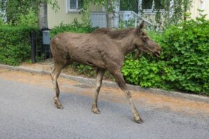 A,Young,Moose,Walking,Along,A,Residential,Street,In,Stockholm,