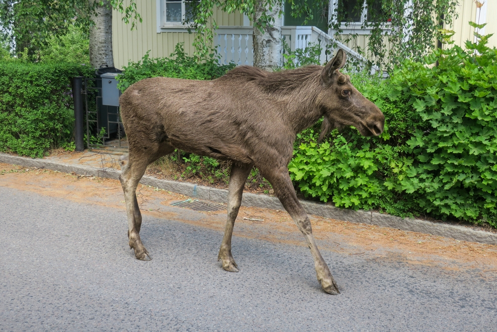 16 Incredible Photos That Prove Life in Sweden Is Stranger Than You Think - Featured image