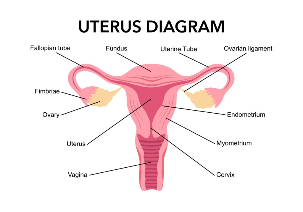 Uterus. Women's Health. The female reproductive system, the cycle. Human anatomy. Diagram of the anatomy of the uterus, cervix, ovaries, fallopian tubes. Vector illustration in glossy style.