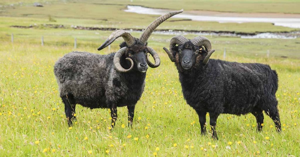 The 4 Horned Sheep That Made a Comeback from Near Extinction - Featured image