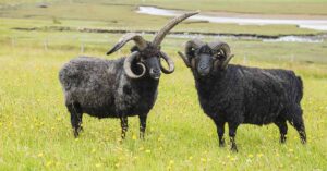 The 4 Horned Sheep That Made a Comeback from Near Extinction Hebridean sheep