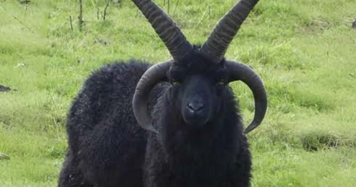 The 4 horned sheep that were coming back from the end of the extermination