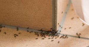 What The Universe Is Trying to Tell You When Ants Invade Your Home 09082025_part01_06