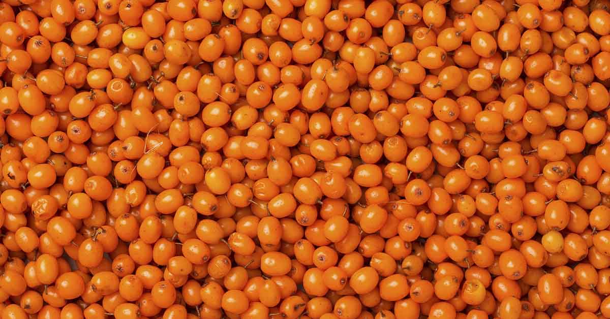 Health Benefits of Sea Buckthorn Berry: Nutrition, Immunity, and More