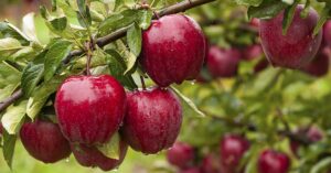 An Apple a Day? 5 Benefits of Apples From Gut Health to Weight Loss Red apples growing on trees
