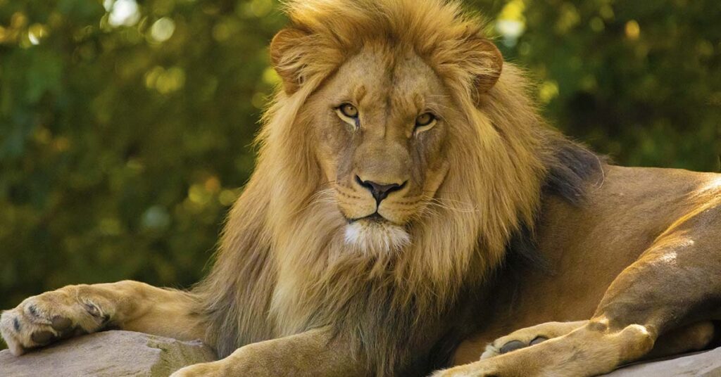 Game of Thrones Editor Was Fatally Mauled by Lion at Safari Park - Featured image