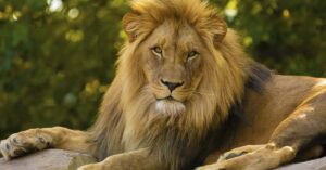 Game of Thrones Editor Was Fatally Mauled by Lion at Safari Park male Lion bathing the sun