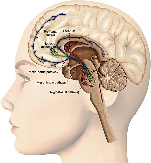 An anatomical illustration of the brain showing the reward pathway, including the nucleus accumbens and prefrontal cortex.