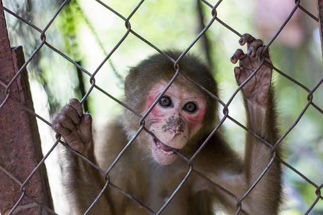 a monkey in a cage