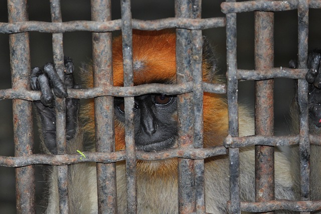 a monkey in a cage