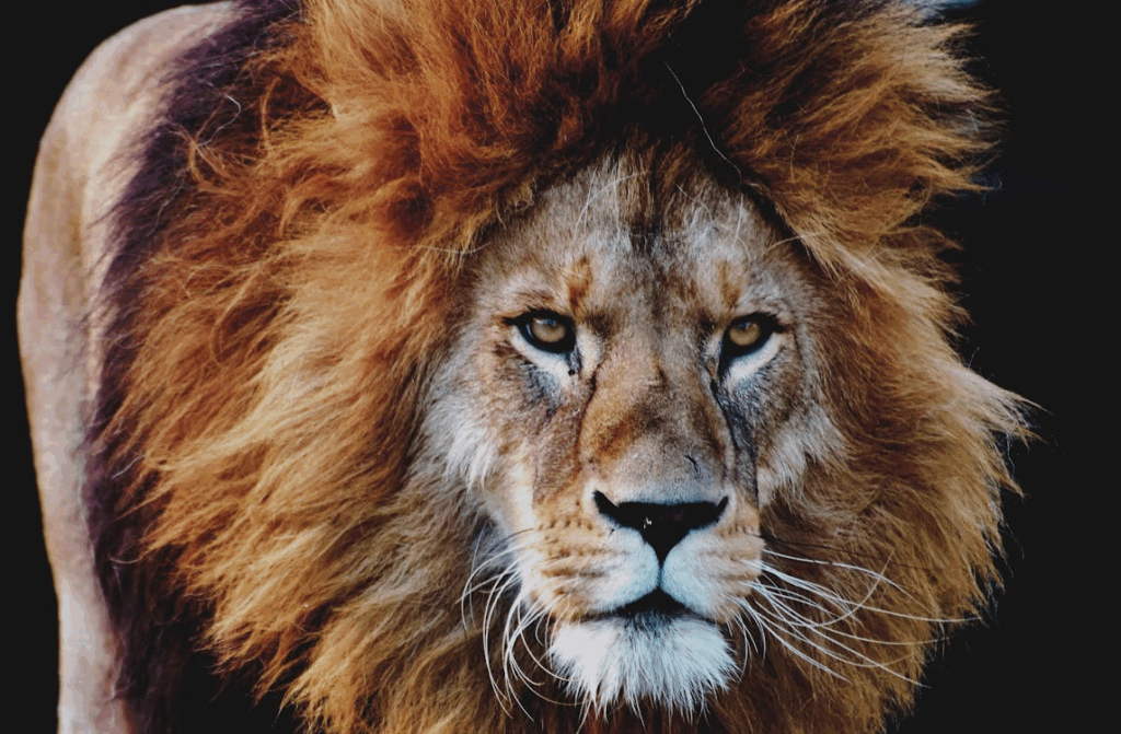 lion