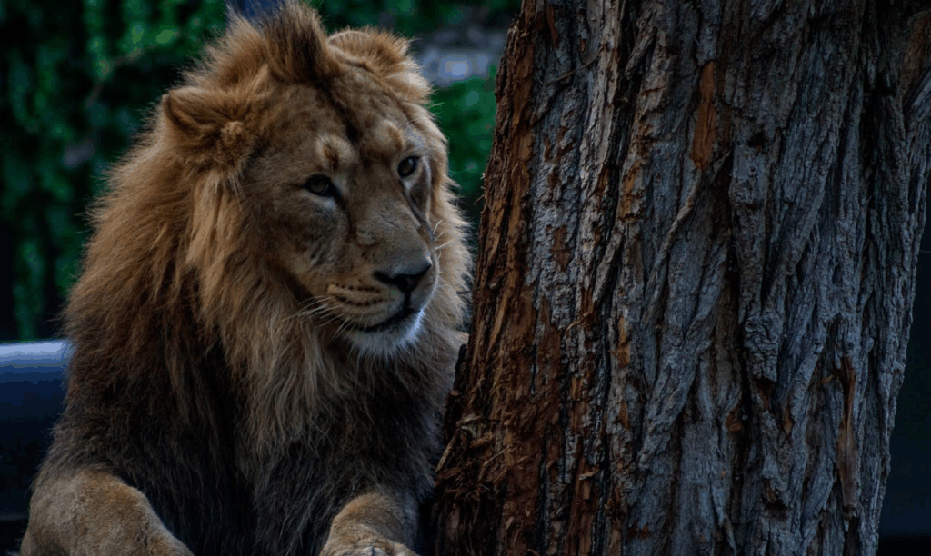 Close Up Shot of a Lion next to tree