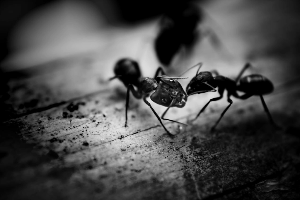 The Meaning of Ants in Your Home