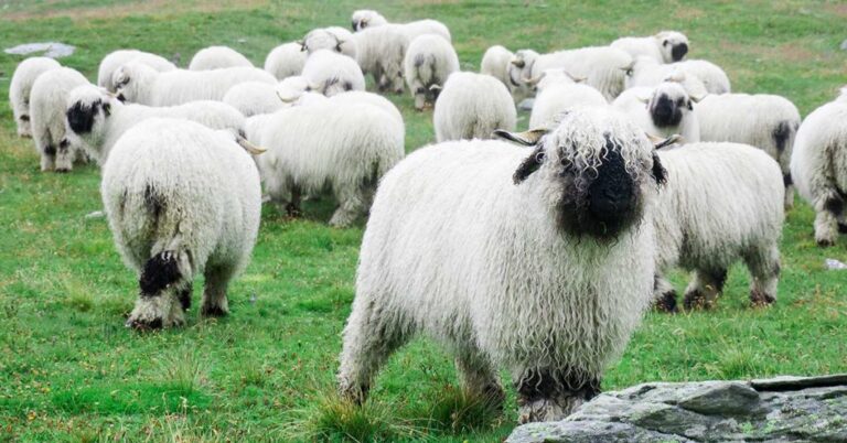 There Are Fluffy Blacknose Sheep You Can Own As A Pet and They Are Adorable - Featured image