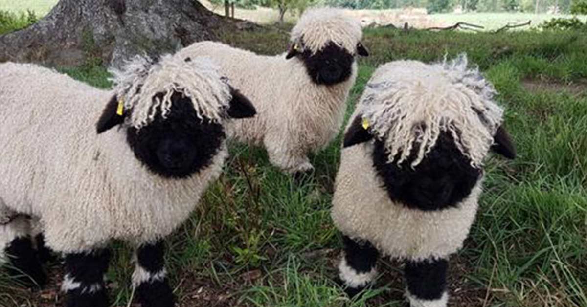 Blacknose Sheep | Feeding, housing, care, and more