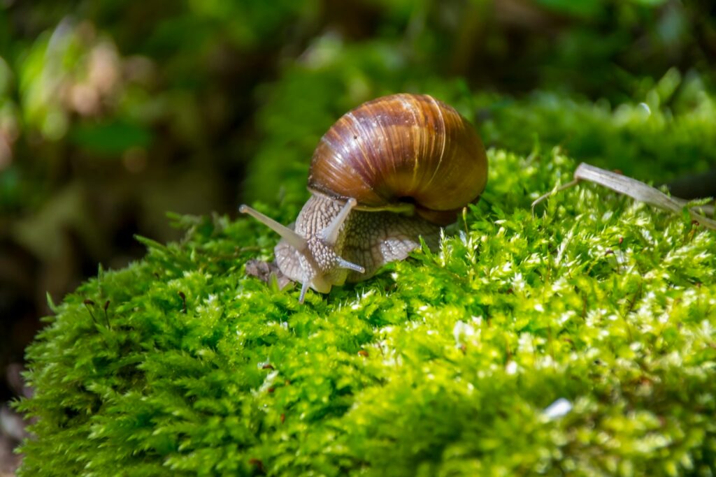 Brown Snail
