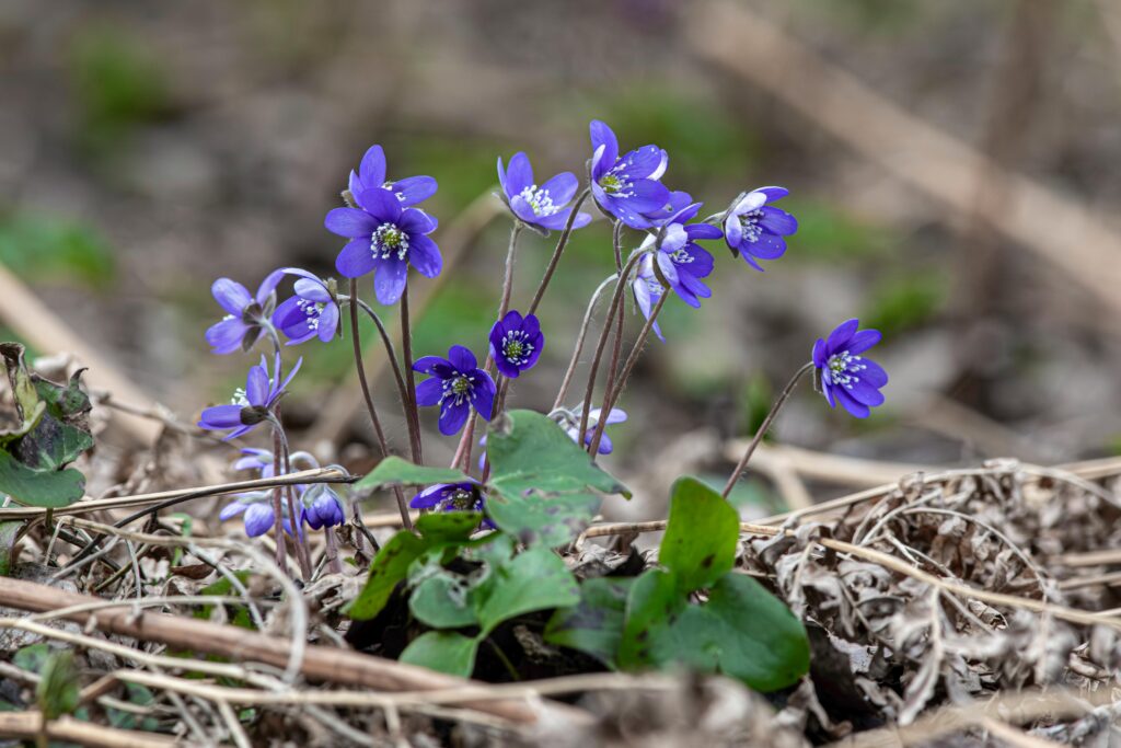 Clump of Purple Liverwort Flowers
