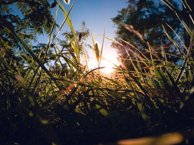 sun above grass