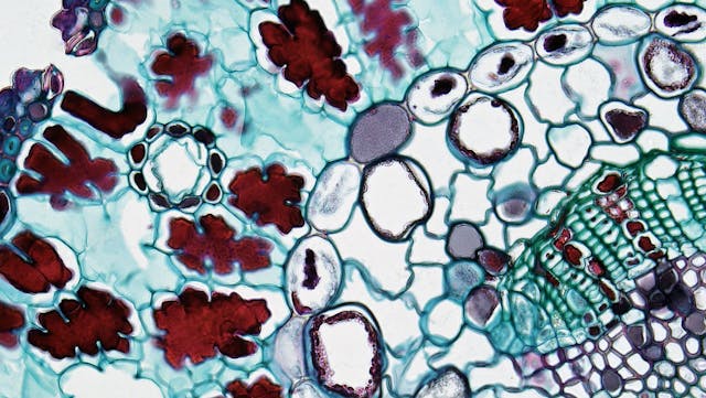 cell close up