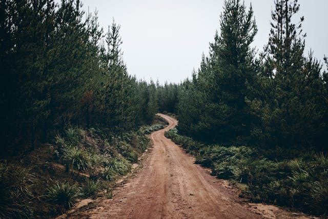 a path in a forest
