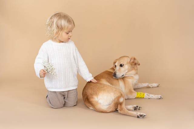 child touching dog