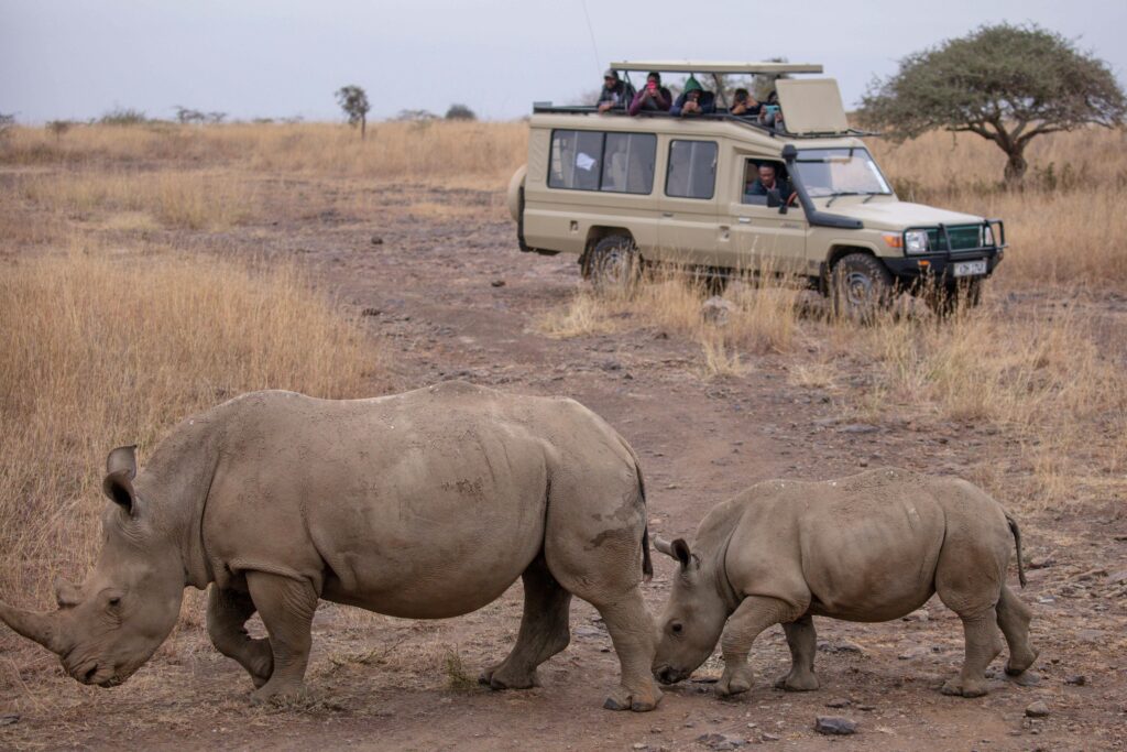 Rhinos on Savannah at Safari

