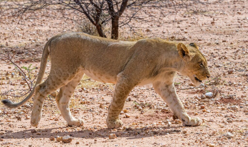 Brown Lioness Walking on Brown Dirt Path

