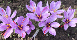 Saffron Flower blooming