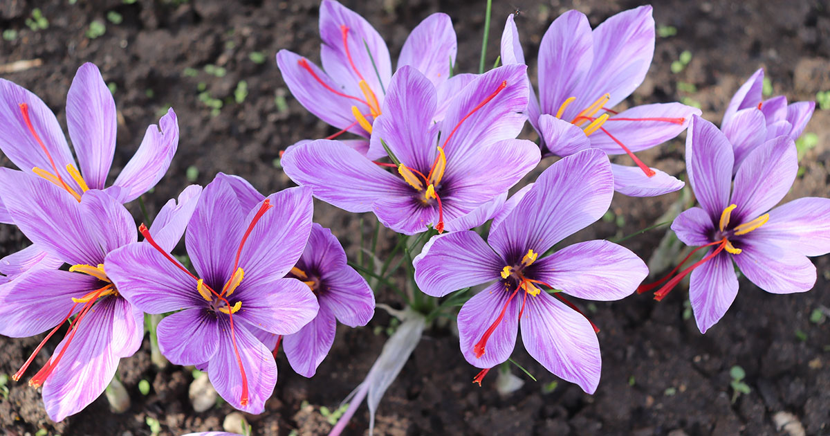 How a Common Spice Could Support Mental Health and Libido