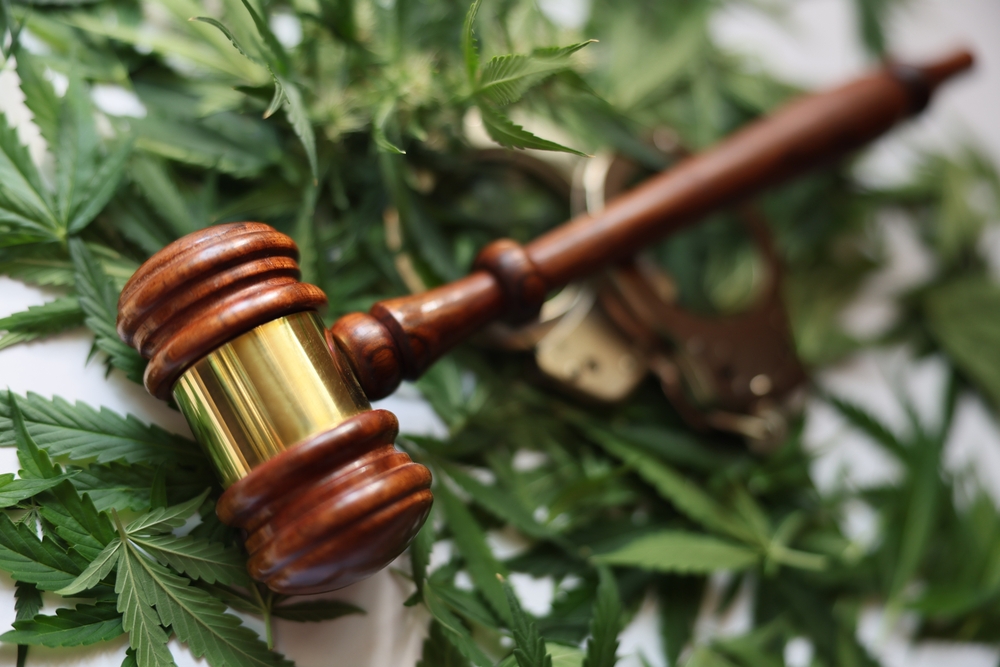 Judge wooden gavel and handcuffs on green marijuana leaves closeup