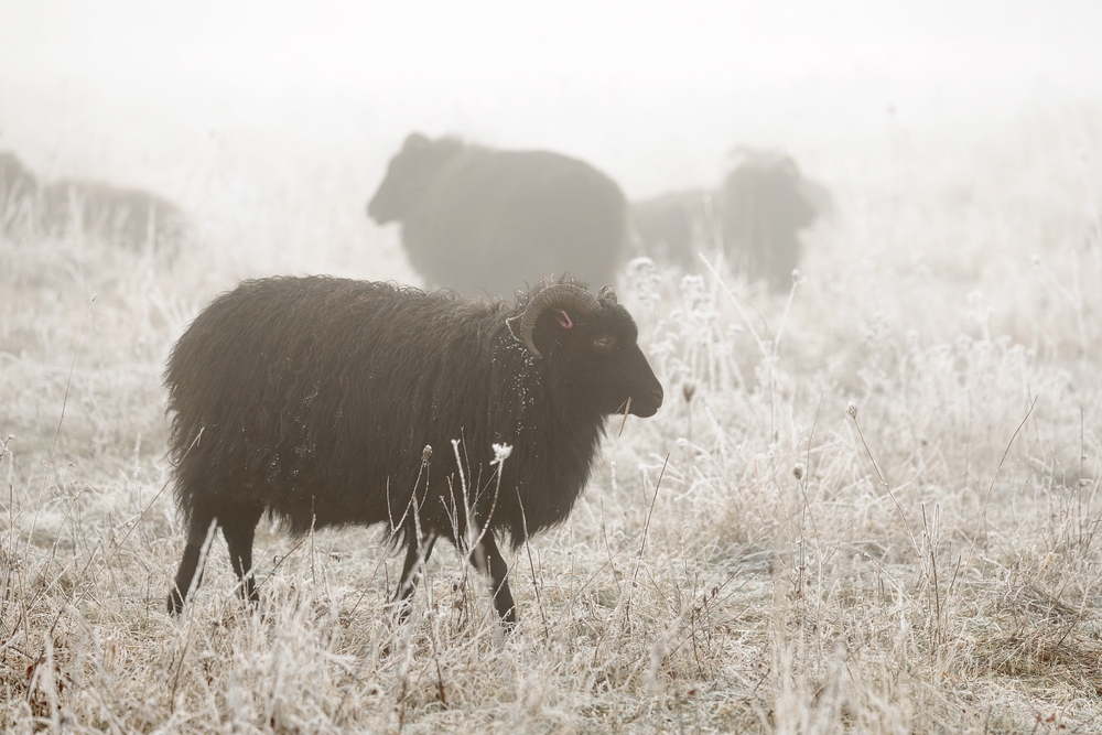 Young Hebriduan sheep, foggy morning in January 2025, peaceful picture, vivid colors, beautiful grass, serious sheep in the back shot, full sheep in the foreground