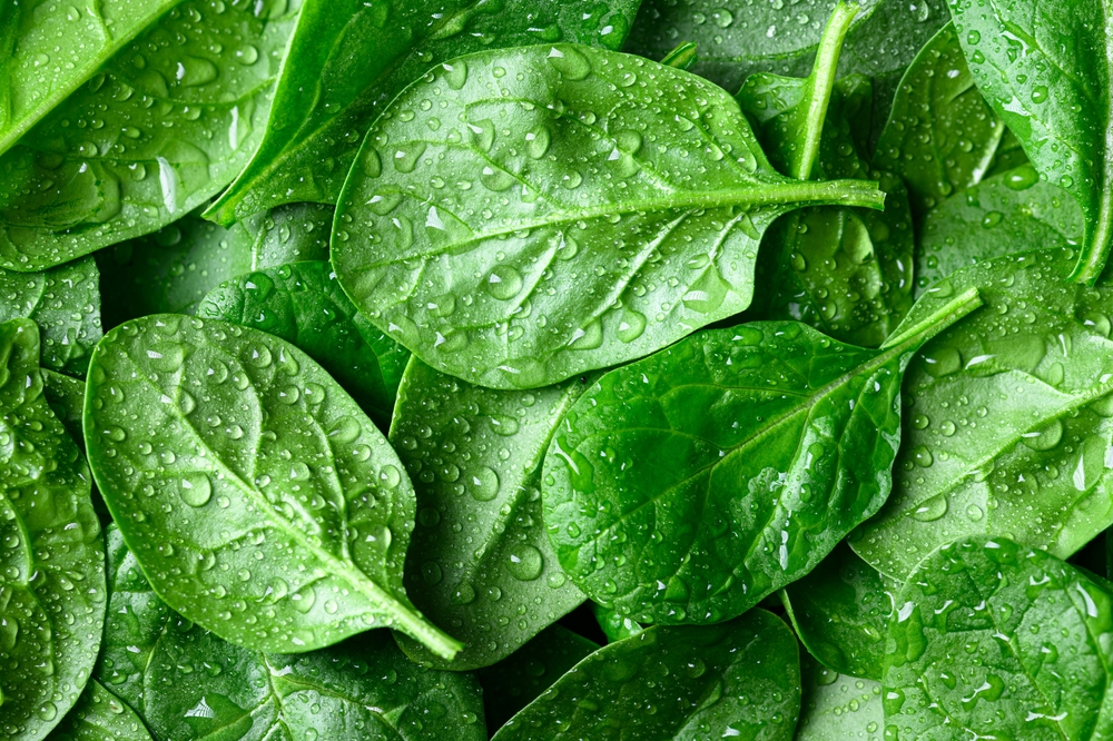 Fresh green spinach leaves with water drops close up. Texture of raw organic baby spinach close up. Food background