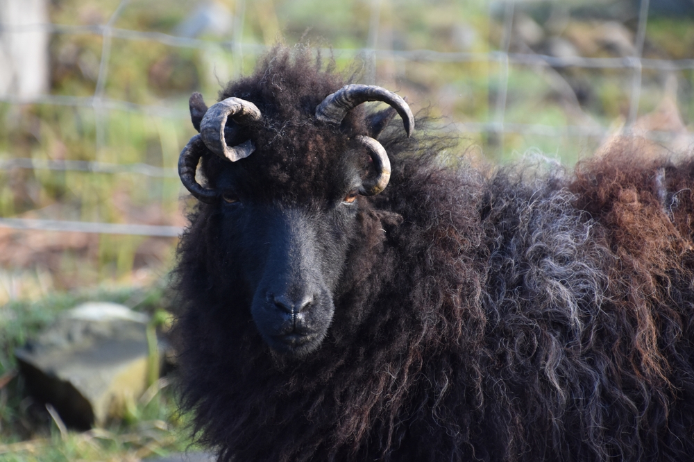 The Black Hebriddean Black Sea in the Scottish Isles.