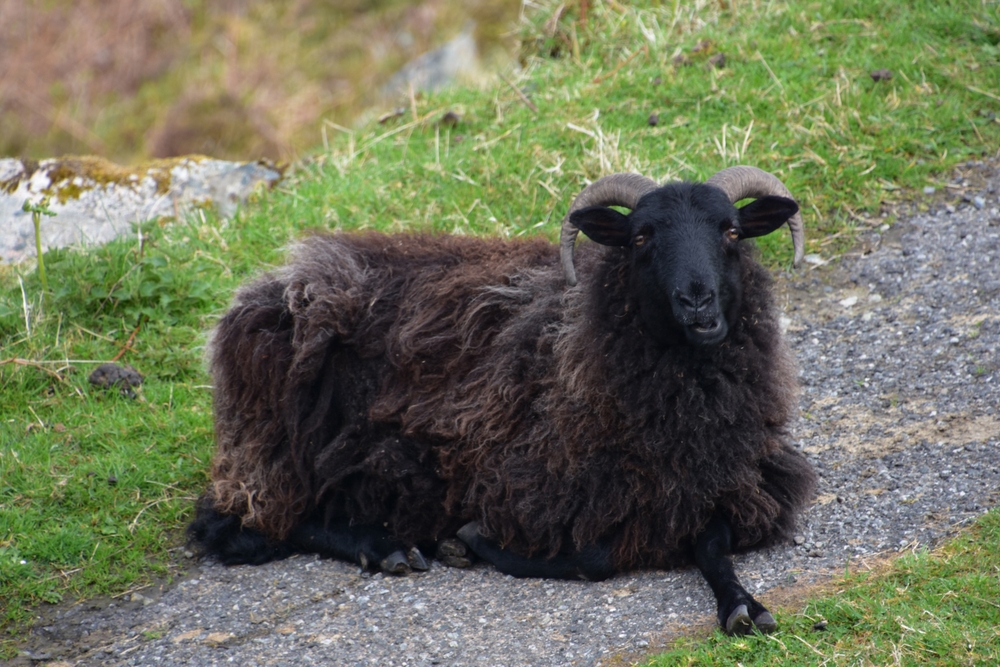 Black sheep of the Hebriddean resting after grazing and chewing.